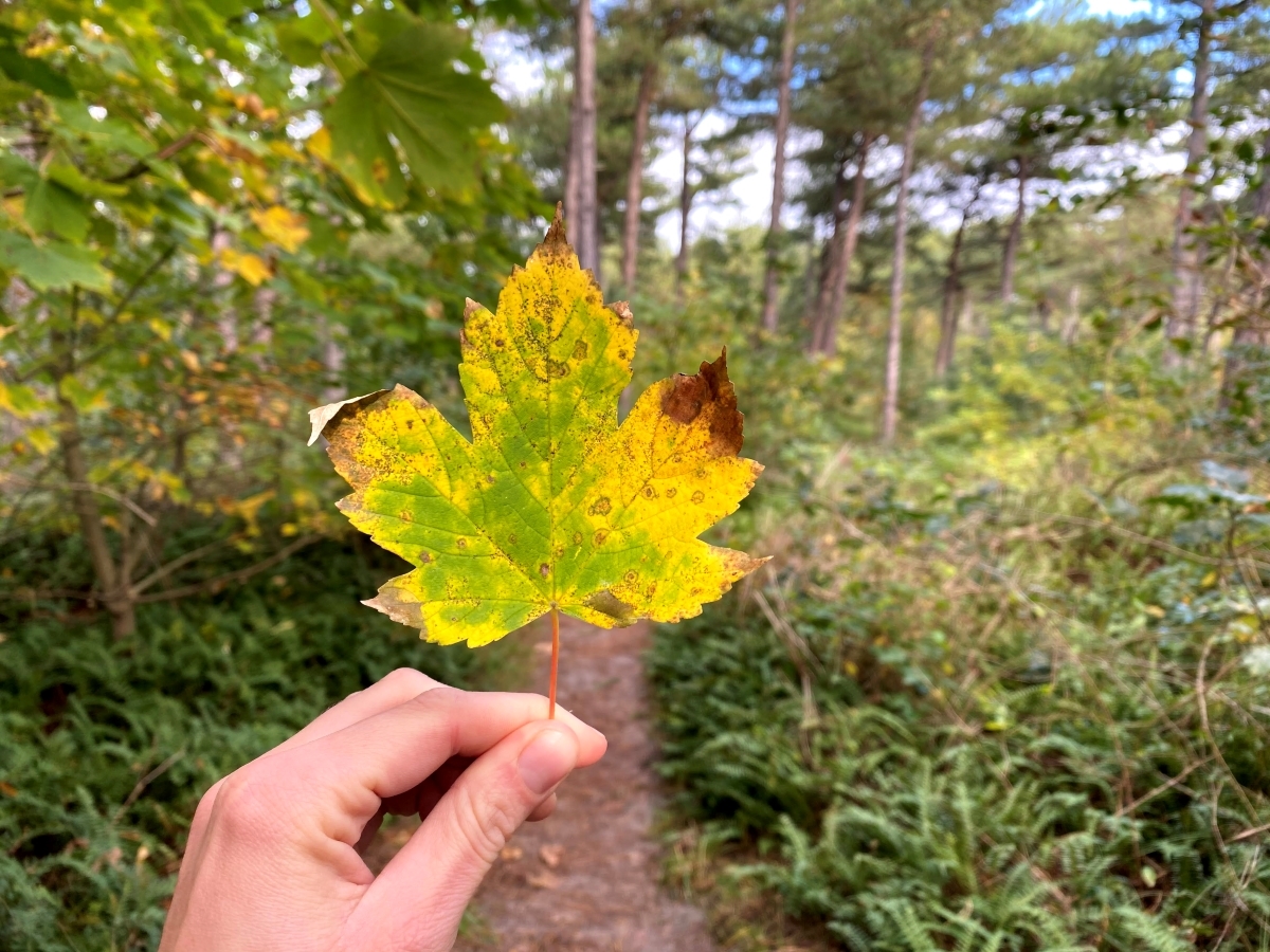 Vakantie In Oktober Ontdek De Herfst Op Texel